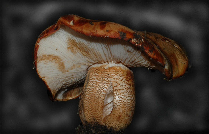 Tricholoma aurantium
